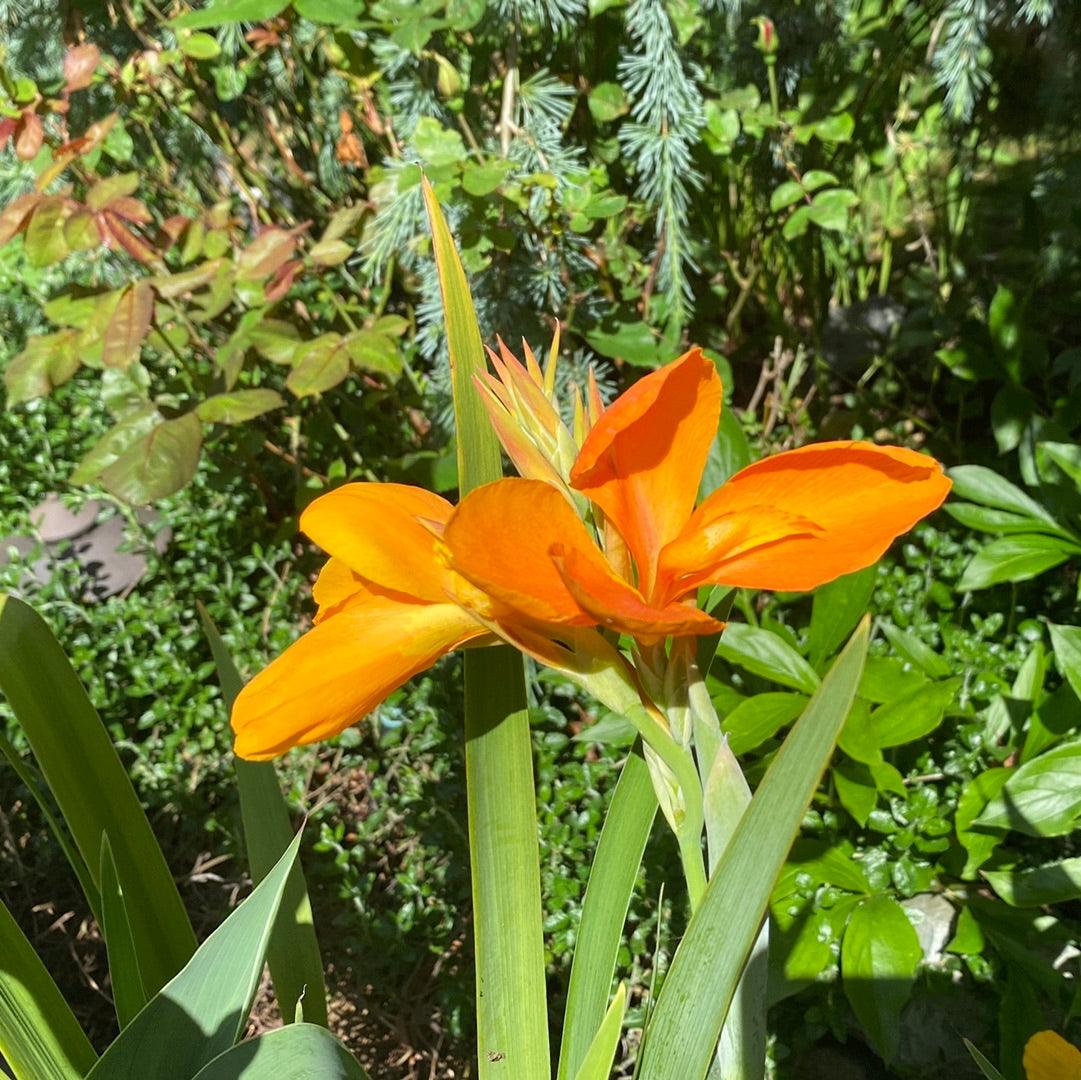 Canna 'Orange Sherbert' - Orange (Bare Root) - Globalnestes