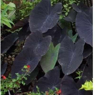 Colocasia Esculenta 'Black Magic' Taro (Bare Root) - Globalnestes