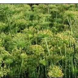 Cyperus Haspan - Dwarf Papyrus (Bare Root) - Globalnestes