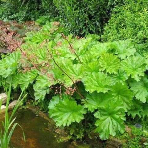 Darmera Peltiphyllum - Indian Rhubarb (Bare Root) - Globalnestes