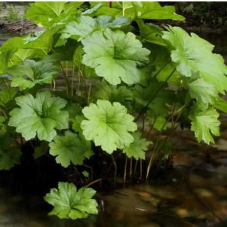 Darmera Peltiphyllum - Indian Rhubarb (Bare Root) - Globalnestes