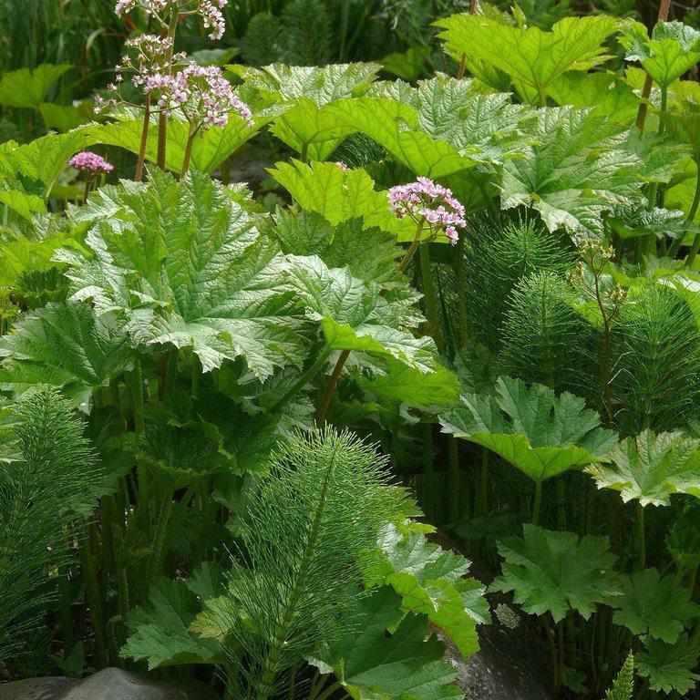 Darmera Peltiphyllum - Indian Rhubarb (Bare Root) - Globalnestes