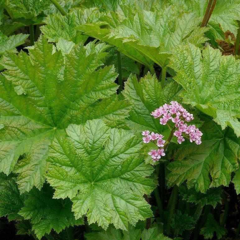 Darmera Peltiphyllum - Indian Rhubarb (Bare Root) - Globalnestes