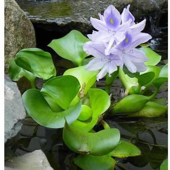 Eichhornia Crassipes - Water Hyacinth - Globalnestes