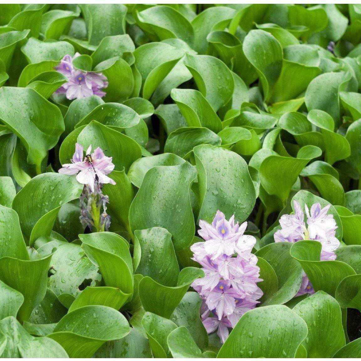 Eichhornia Crassipes - Water Hyacinth - Globalnestes