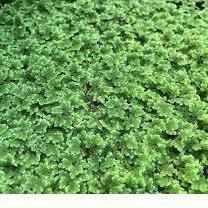 Fairy Moss - Azolla Caroliniana - Globalnestes