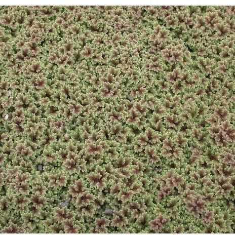 Fairy Moss - Azolla Caroliniana - Globalnestes