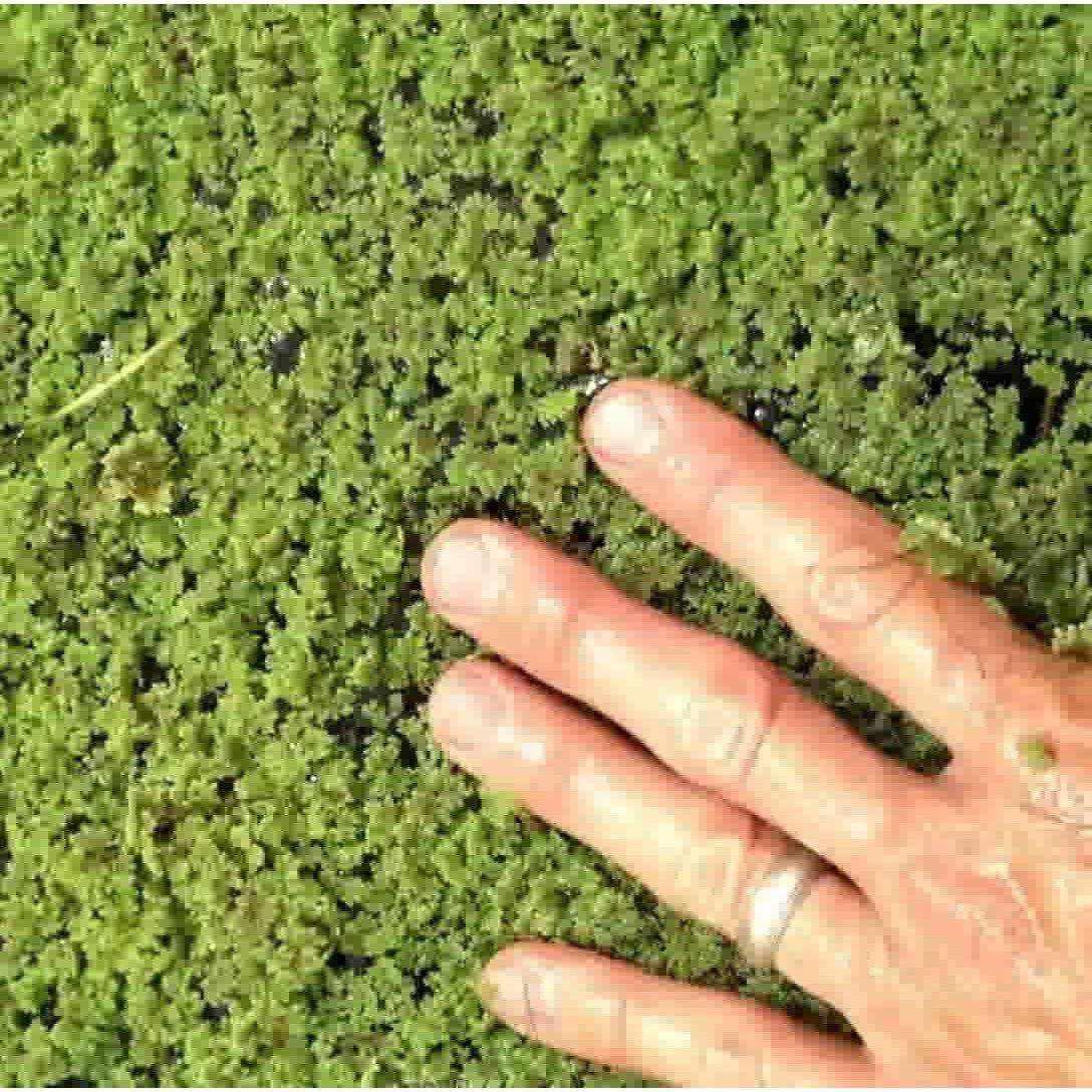 Fairy Moss - Azolla Caroliniana - Globalnestes