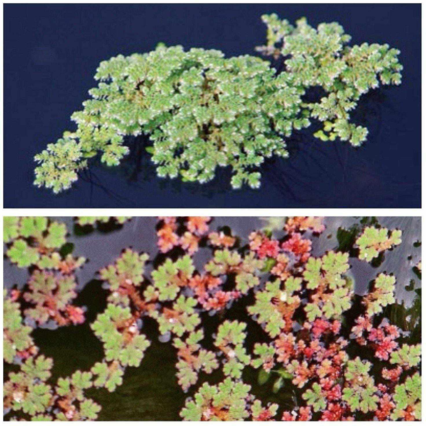 Fairy Moss - Azolla Caroliniana - Globalnestes