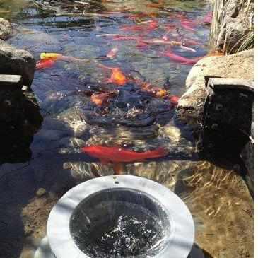 Helix Pond Skimmer - Globalnestes