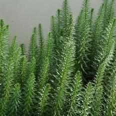 Hippuris Vulgaris - Mare's Tail (Bare Root) - Globalnestes