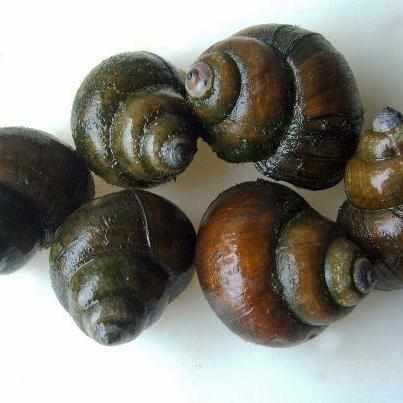 Japanese Trapdoor Snail - Globalnestes