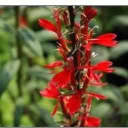 Lobelia Cardinalis - Red Cardinal Flower (Bare Root) - Globalnestes