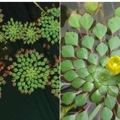 Mosaic Plant - Ludwigia Sediodes (Bare Root) - Globalnestes