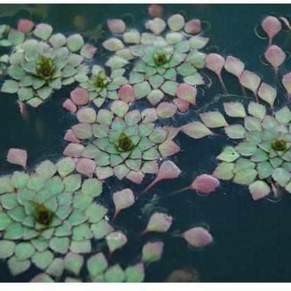 Mosaic Plant - Ludwigia Sediodes (Bare Root) - Globalnestes