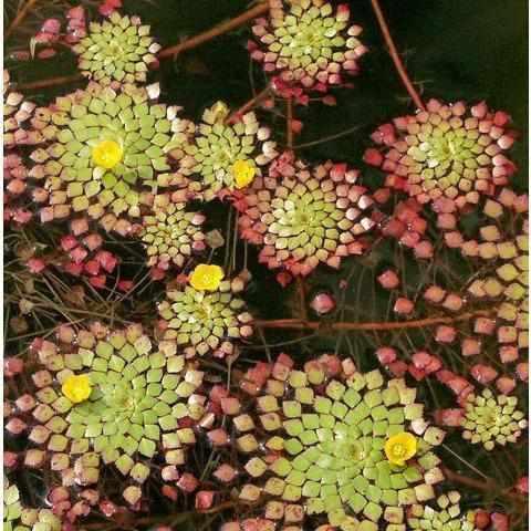 Mosaic Plant - Ludwigia Sediodes (Bare Root) - Globalnestes