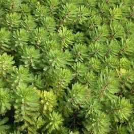 Myriophyllum Spp. - Dwarf Red-Stemmed Parrot's Feather (Bare Root) - Globalnestes