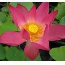 Nelumbo Nucifera 'Pekinesis Rubra' Red Lotus (Bare Root) - Globalnestes