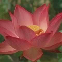 Nelumbo Nucifera 'Pekinesis Rubra' Red Lotus (Bare Root) - Globalnestes