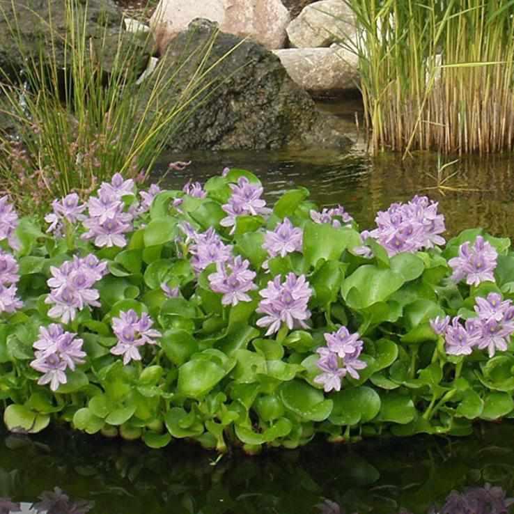 Nycon Floating Flora Island & Fish barrier - Globalnestes