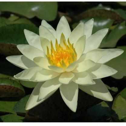 Nymphaea 'Charlene Strawn' Yellow Hardy Lily (Bare Root) - Globalnestes