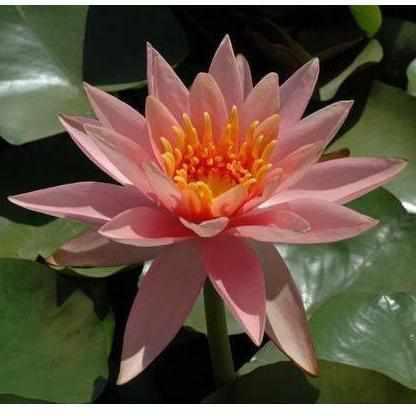 Nymphaea 'Colorado' Salmon Hardy Waterlily (Bare Root) - Globalnestes