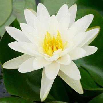 Nymphaea 'Denver' - Creamy White with Yellow Hardy Lily (Bare Root) - Globalnestes