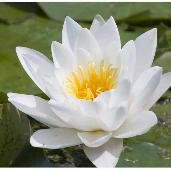 Nymphaea 'Hermine' White Hardy Lily (Bare Root) - Globalnestes