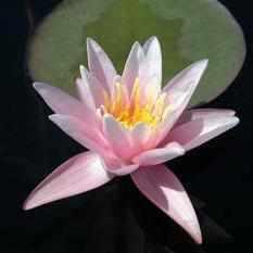 'Nymphaea' Pink Sensation Pink Hardy Lily (Bare Root) - Globalnestes