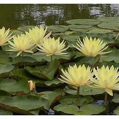 Nymphaea 'Texas Dawn' Yellow Hardy Waterlily (Bare Root) - Globalnestes