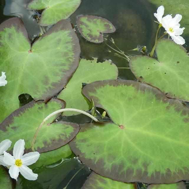 Nymphoides Cristata - Variegated Water Snowflake - Crested floating Heart (Bare Root) - Globalnestes