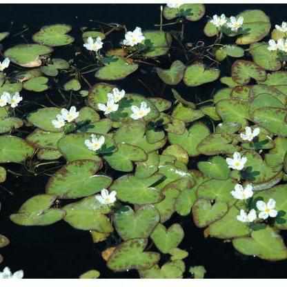 Nymphoides Cristata - Variegated Water Snowflake - Crested floating Heart (Bare Root) - Globalnestes