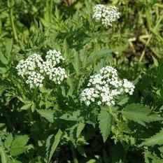 Oenanthe Javanica - Water Celery (Bare Root) - Globalnestes