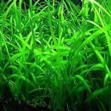 Sagittaria subulata - dwarf sag- Arrowhead (bare root) - Globalnestes