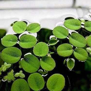 Salvinia Minima - Mini Water Velvet (Bare Root) - Globalnestes