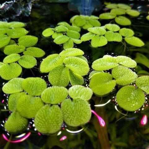 Salvinia Minima - Mini Water Velvet (Bare Root) - Globalnestes