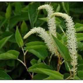 Saururus Cernuus - Lizard's Tail (Bare Root) - Globalnestes
