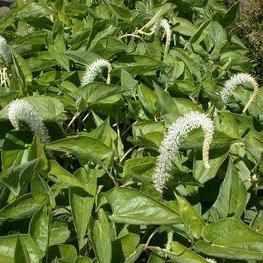 Saururus Cernuus - Lizard's Tail (Bare Root) - Globalnestes
