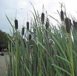 Typha Latifolia - Common Cattail (Bare Root) - Globalnestes