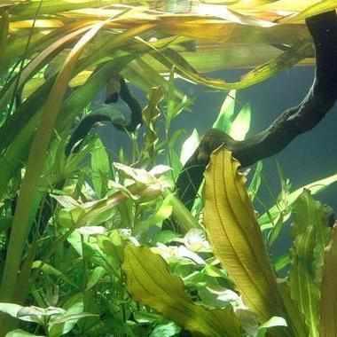 Vallisneria Gigantea - Giant Vallisneria (Bare Root) - Globalnestes