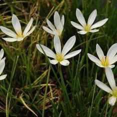 Zephyranthes Candida - White Fairy Lily (Bare Root) - Globalnestes